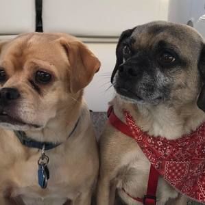 Meet your Posher, Wendy